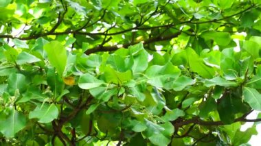 Doğada Terminalia Catappa var. Ayrıca country badem, deniz bademi ve tropikal badem de denir.