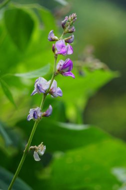 Laboratuvar purpureus (ayrıca kacang kara, kacang biduk, kacang bado, kacang komak olarak da bilinir) ağaçta bulunur.