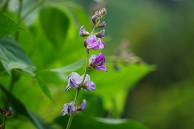 Laboratuvar purpureus (ayrıca kacang kara, kacang biduk, kacang bado, kacang komak olarak da bilinir) ağaçta bulunur.