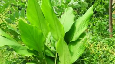 Doğal arka planı olan Tumerik çiçeği (Curcuma longa).