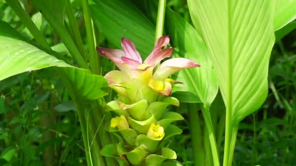 Тумерська Квітка Curcuma Longa Природним Фоном — стокове відео