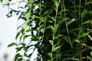 Lee kwan yew (vernonia elliptica, Vernonia elaeagnifolia, Tarlmounia elliptica, Tirai Creeper) bitkisi. Lee Kuan Yew, Singapur 'un eski başbakanının adından alındı.