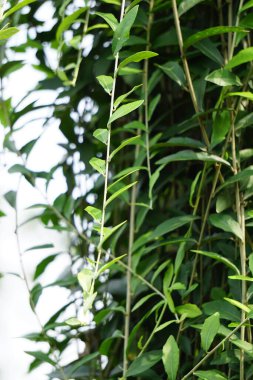 Lee kwan yew (vernonia elliptica, Vernonia elaeagnifolia, Tarlmounia elliptica, Tirai Creeper) bitkisi. Lee Kuan Yew, Singapur 'un eski başbakanının adından alındı.