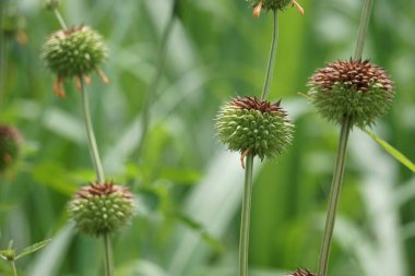Leonotis nepetifolia (ayrıca klip dagga olarak da bilinir, Noel şamdanı, aslan kulağı) ağaçta