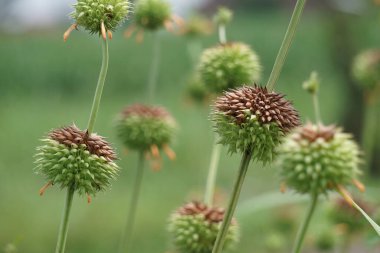 Leonotis nepetifolia (ayrıca klip dagga olarak da bilinir, Noel şamdanı, aslan kulağı) ağaçta