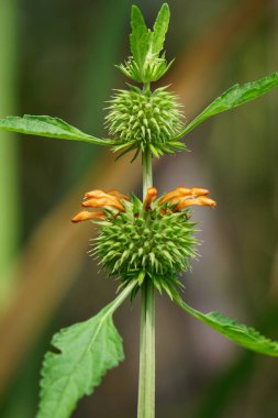 Leonotis nepetifolia (ayrıca klip dagga olarak da bilinir, Noel şamdanı, aslan kulağı) ağaçta