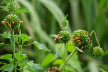 Leonotis nepetifolia (ayrıca klip dagga olarak da bilinir, Noel şamdanı, aslan kulağı) ağaçta