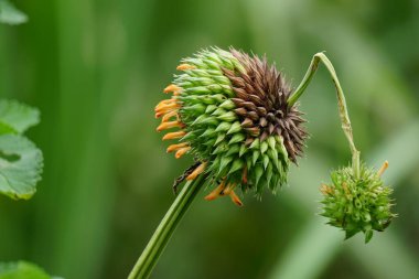Leonotis nepetifolia (ayrıca klip dagga olarak da bilinir, Noel şamdanı, aslan kulağı) ağaçta