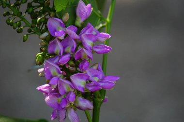 Ağaçta Lonchocarpus punctatus çiçeği var. Yapraklardan elde edilen çay geleneksel tıpta öksürük tedavisinde ve enfekte olmuş yaraları temizlemek için kullanılır.