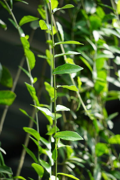 Lee kwan yew (vernonia elliptica, Vernonia elaeagnifolia, Tarlmounia elliptica, Tirai Creeper) plant. Lee Kuan Yew was taken from the name of the former Prime Minister of Singapore