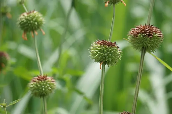 stock image Leonotis nepetifolia (Also called klip dagga, Christmas candlestick, lion's ear) on the tree