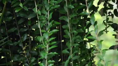 Lee kwan yew (vernonia elliptica, Vernonia elaeagnifolia, Tarlmounia elliptica, Tirai Creeper) bitkisi. Lee Kuan Yew, Singapur 'un eski başbakanının adından alındı.