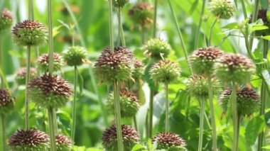 Leonotis nepetifolia (ayrıca klip dagga olarak da bilinir, Noel şamdanı, aslan kulağı) ağaçta