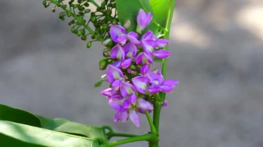 Ağaçta Lonchocarpus punctatus çiçeği var. Yapraklardan elde edilen çay geleneksel tıpta öksürük tedavisinde ve enfekte olmuş yaraları temizlemek için kullanılır.