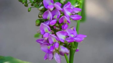 Ağaçta Lonchocarpus punctatus çiçeği var. Yapraklardan elde edilen çay geleneksel tıpta öksürük tedavisinde ve enfekte olmuş yaraları temizlemek için kullanılır.