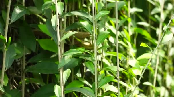 Lee Kwan Yew Vernonia Elliptica Vernonia Elaeagnifolia Tarlmounia Elliptica Tirai — Vídeo de Stock