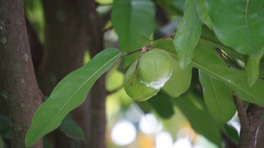 Doğada Terminalia Catappa var. Ayrıca country badem, deniz bademi ve tropikal badem de denir.