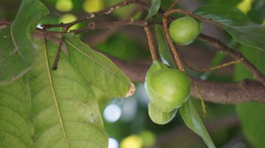 Doğada Terminalia Catappa var. Ayrıca country badem, deniz bademi ve tropikal badem de denir.