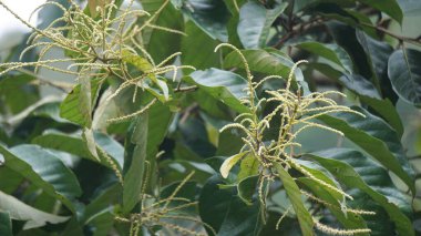 Castanea mollissima (Çin kestanesi, sarangan, berangan, Saninten, Castanopsis argentea, rambutan hutan). Fındıklar yenilebilir ve ağaç Doğu Asya 'da yaygın olarak yetiştirilir.