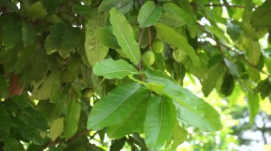 Doğada Terminalia Catappa var. Ayrıca country badem, deniz bademi ve tropikal badem de denir.