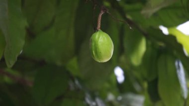Doğada Terminalia Catappa var. Ayrıca country badem, deniz bademi ve tropikal badem de denir.