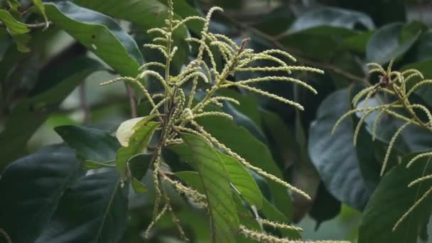 Castanea Mollissima Китайский Орех Саранган Berangan Saninten Castanopsis Argentea Rahutan — стоковое видео