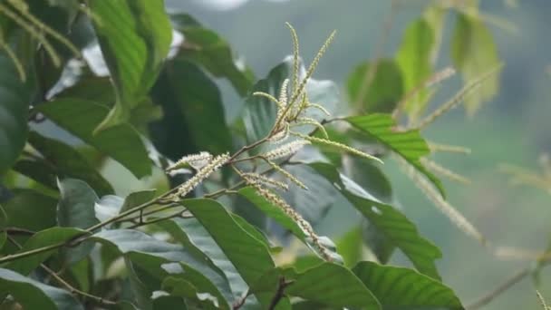 Castanea Mollissima Chinese Chestnut Sarangan Berangan Saninten Castanopsis Argentea Rambutan — Stock Video