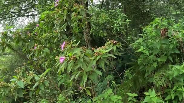 Pencalonan Melastoma Senggani Senduduk Cengkodok Melastoma Septemnervium Bunga Alam Tanaman — Stok Video