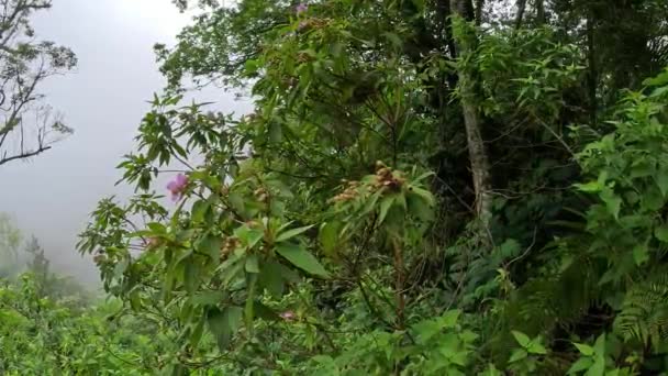 Pencalonan Melastoma Senggani Senduduk Cengkodok Melastoma Septemnervium Bunga Alam Tanaman — Stok Video