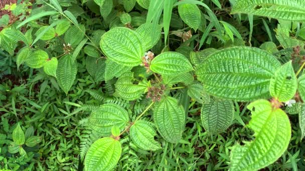 Melastoma Candidum Senggani Senduduk Cengkodok Melastoma Septemnervium Flower Nature Plant — Stock Video