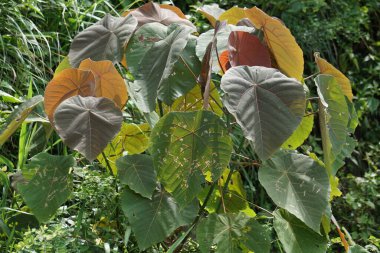Macaranga grandifolia (Euphorbiaceae, nasturtium ağacı, şemsiye yaprağı ağacı, bingabing, Croton grandifolius, Macaranga porteana) yaprakları. Yapraklar yiyecekleri paketlemek için kullanıldı.