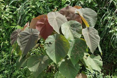 Macaranga grandifolia (Euphorbiaceae, nasturtium ağacı, şemsiye yaprağı ağacı, bingabing, Croton grandifolius, Macaranga porteana) yaprakları. Yapraklar yiyecekleri paketlemek için kullanıldı.