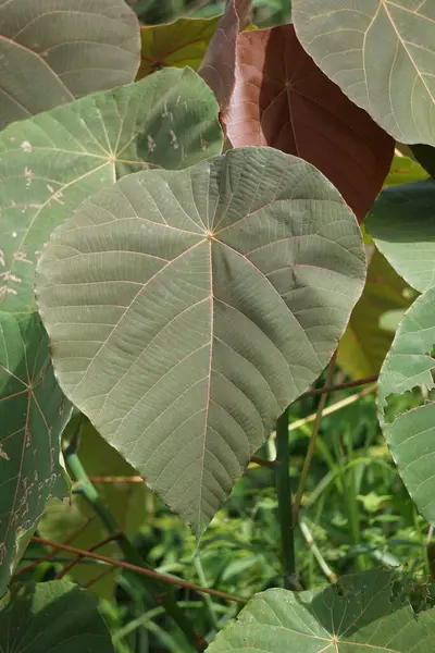 stock image Macaranga grandifolia (Euphorbiaceae, nasturtium tree, parasol leaf tree, bingabing, Croton grandifolius, Macaranga porteana) leaves. The leaves were used to wrap food