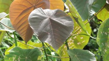 Macaranga grandifolia (Euphorbiaceae, nasturtium ağacı, şemsiye yaprağı ağacı, bingabing, Croton grandifolius, Macaranga porteana) yaprakları. Yapraklar yiyecekleri paketlemek için kullanıldı.