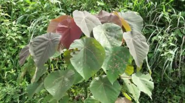 Macaranga grandifolia (Euphorbiaceae, nasturtium ağacı, şemsiye yaprağı ağacı, bingabing, Croton grandifolius, Macaranga porteana) yaprakları. Yapraklar yiyecekleri paketlemek için kullanıldı.