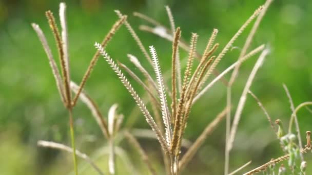 象形虫 印度山羊草 院子草 山羊草 乌鸦脚草 摇篮草 这种植物是豆科植物中的一种草本 它是一株一年生的小草 — 图库视频影像