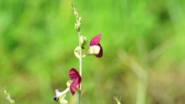 Makroptilium latiroides çiçeği (ayrıca fasülye fasulyesi olarak da bilinir). Bitki nemli koşullar altında tohumdan kolayca yayılır.