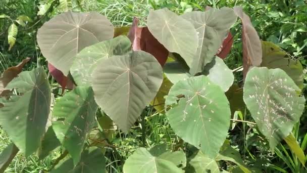 Macaranga Grandifolia Euphorbiaceae Pohon Nasturtium Pohon Daun Payung Bingabing Croton — Stok Video
