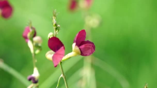 Цветок Macroptilium Lathyroides Известный Фазовый Боб Растение Легко Распространяется Семян — стоковое видео
