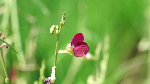 Fleur Macroptilium Lathyroides Également Connu Haricot Phasé Plante Propage Facilement — Video