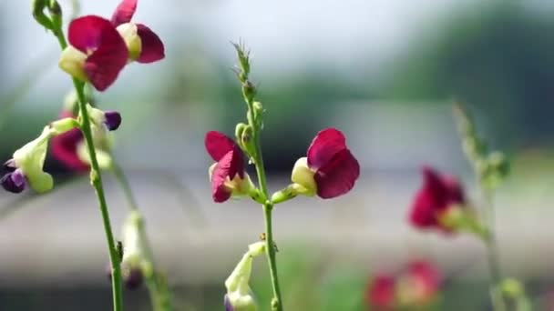 Flor Macroptilium Lathyroides Também Conhecido Feijão Phasey Planta Espalha Facilmente — Vídeo de Stock