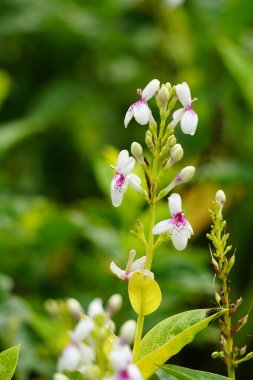 Pseuderthemum Reticulatum (Japon yasemini, melati jepang) doğal bir geçmişi vardır.