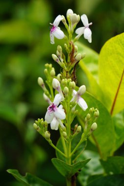 Pseuderthemum Reticulatum (Japon yasemini, melati jepang) doğal bir geçmişi vardır.