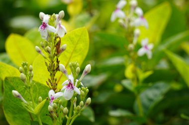 Pseuderthemum Reticulatum (Japon yasemini, melati jepang) doğal bir geçmişi vardır.