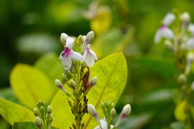 Pseuderthemum Reticulatum (Japon yasemini, melati jepang) doğal bir geçmişi vardır.