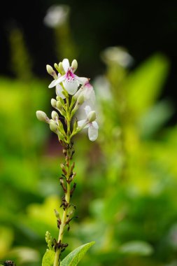 Pseuderthemum Reticulatum (Japon yasemini, melati jepang) doğal bir geçmişi vardır.