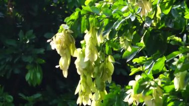 Maniltoa lenticellata (İpek mendil ağacı, şelale fasulyesi, bunga sapu tangan ve yerel mendil ağacı). Maniltoa lenticellata 22 m (72 ft) uzunluğa kadar büyüyebilir.