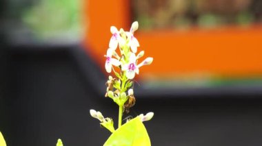 Pseuderthemum Reticulatum (Japon yasemini, melati jepang) doğal bir geçmişi vardır.