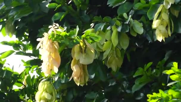 Maniltoa Lenticellata Шелковое Дерево Платком Каскадные Бобы Bunga Sapu Tangan — стоковое видео