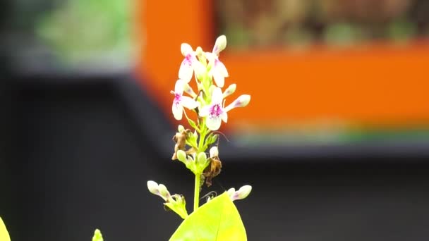 Pseuderanthemum Reticulatum Japoński Jaśmin Melati Jepang Naturalnym Tłem — Wideo stockowe